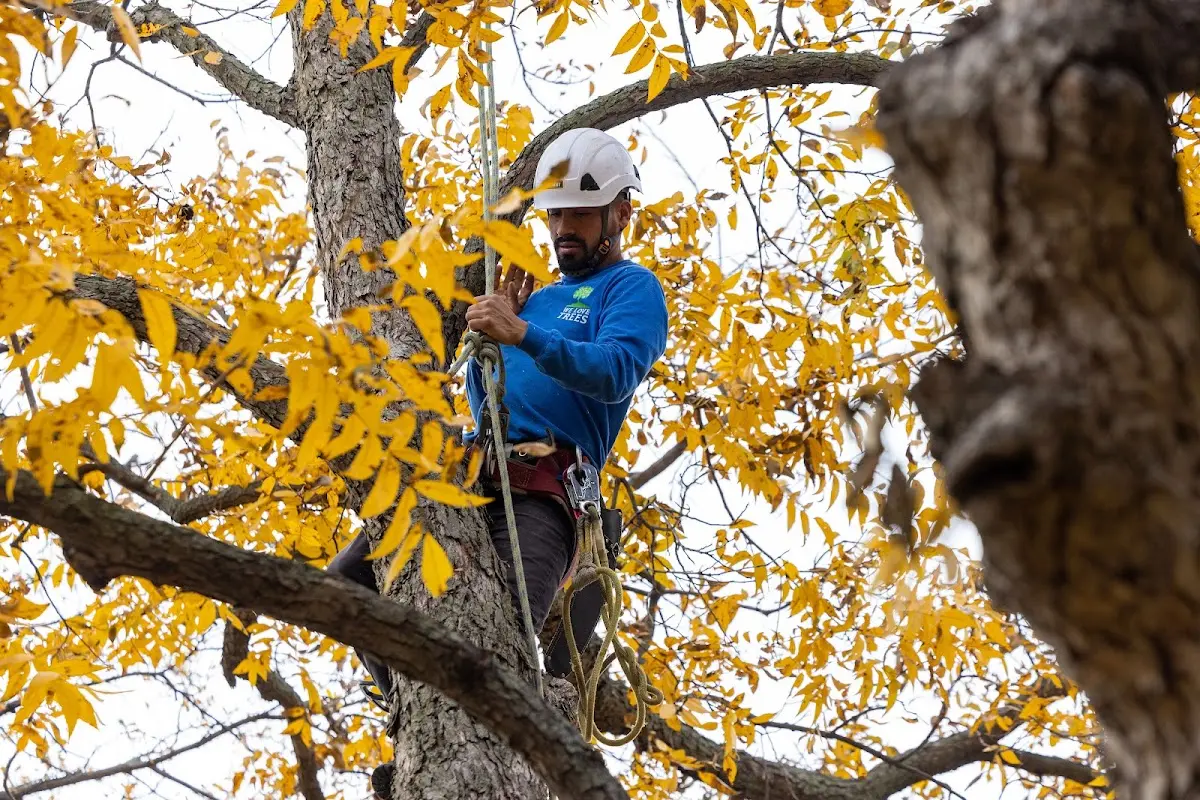 Skilled Tree Pruning crew working in Wilson
